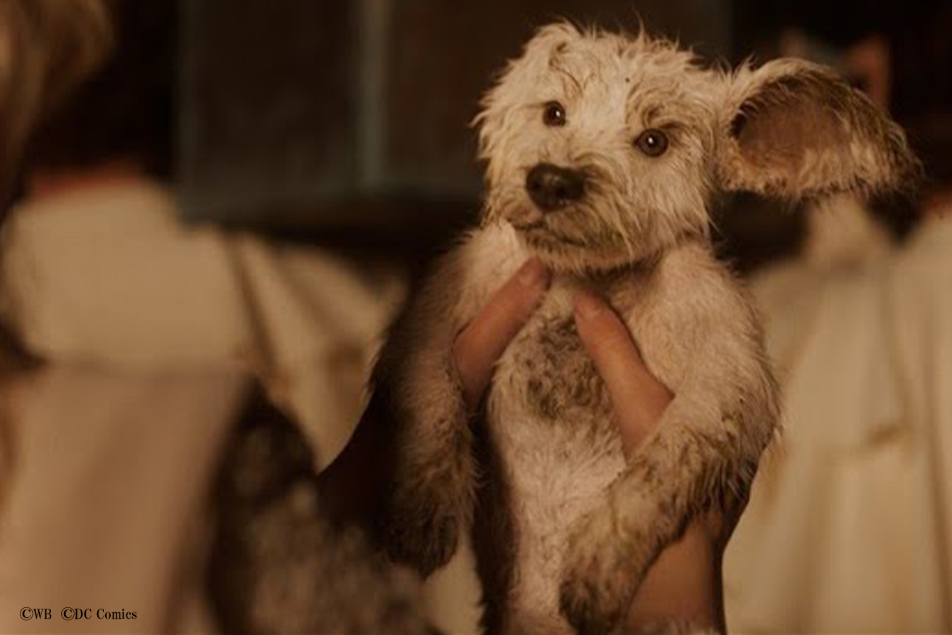 『スーパーガール』新規映像で”ベイビー・クリプト”登場 ー 2026年夏公開